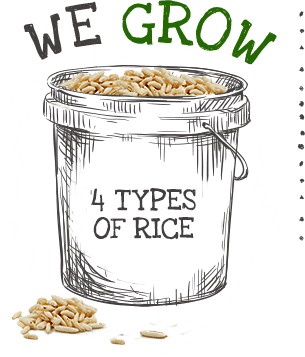 we grow 4 types of rice