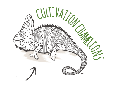 cultivation chameleons